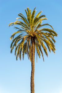 Preview wallpaper palm, leaves, branches, lonely