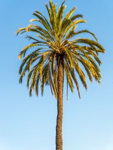 Preview wallpaper palm, leaves, branches, lonely