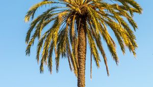 Preview wallpaper palm, leaves, branches, lonely