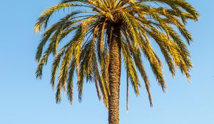 Preview wallpaper palm, leaves, branches, lonely