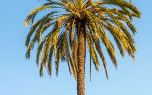 Preview wallpaper palm, leaves, branches, lonely