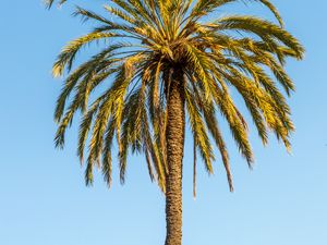 Preview wallpaper palm, leaves, branches, lonely