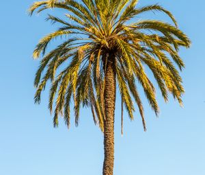 Preview wallpaper palm, leaves, branches, lonely