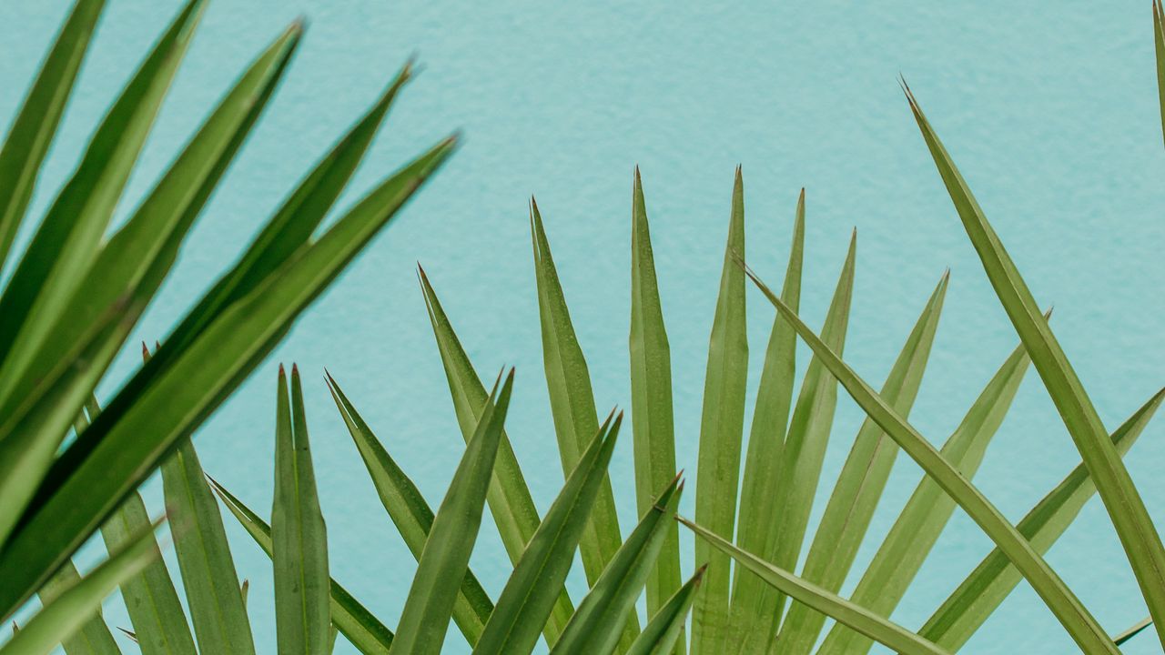 Wallpaper palm, leaves, branches, sky, blue hd, picture, image