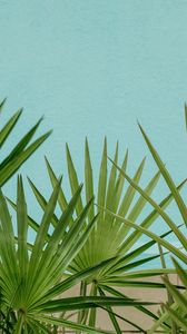 Preview wallpaper palm, leaves, branches, sky, blue