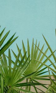 Preview wallpaper palm, leaves, branches, sky, blue