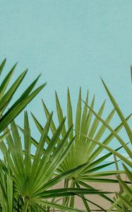 Preview wallpaper palm, leaves, branches, sky, blue