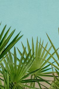 Preview wallpaper palm, leaves, branches, sky, blue