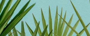 Preview wallpaper palm, leaves, branches, sky, blue