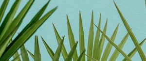 Preview wallpaper palm, leaves, branches, sky, blue