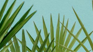 Preview wallpaper palm, leaves, branches, sky, blue