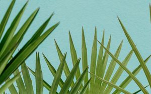 Preview wallpaper palm, leaves, branches, sky, blue