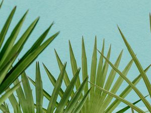 Preview wallpaper palm, leaves, branches, sky, blue