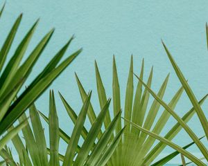 Preview wallpaper palm, leaves, branches, sky, blue