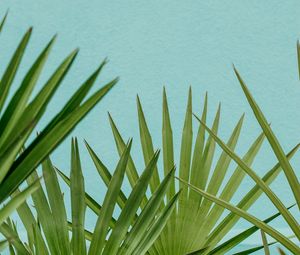 Preview wallpaper palm, leaves, branches, sky, blue