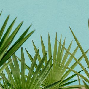 Preview wallpaper palm, leaves, branches, sky, blue