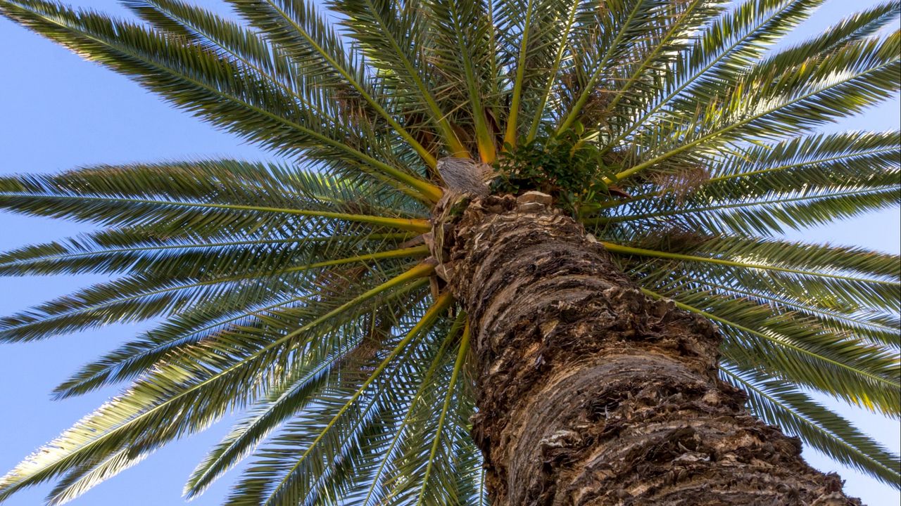 Wallpaper palm, leaves, branches, sky, tree