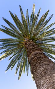 Preview wallpaper palm, leaves, branches, sky, tree