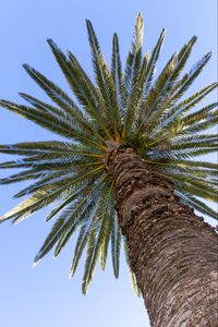 Preview wallpaper palm, leaves, branches, sky, tree