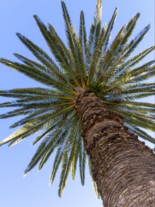 Preview wallpaper palm, leaves, branches, sky, tree