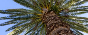 Preview wallpaper palm, leaves, branches, sky, tree