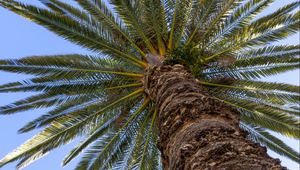 Preview wallpaper palm, leaves, branches, sky, tree