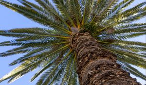 Preview wallpaper palm, leaves, branches, sky, tree