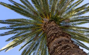 Preview wallpaper palm, leaves, branches, sky, tree