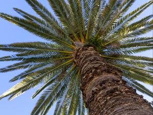 Preview wallpaper palm, leaves, branches, sky, tree