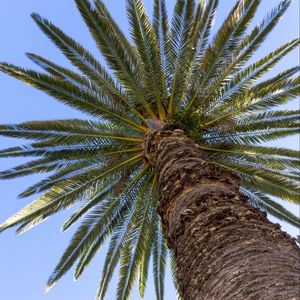 Preview wallpaper palm, leaves, branches, sky, tree