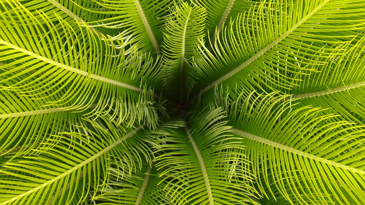 Wallpaper palm, leaves, branches, tropical
