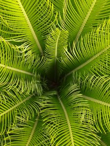 Preview wallpaper palm, leaves, branches, tropical