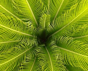 Preview wallpaper palm, leaves, branches, tropical