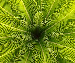 Preview wallpaper palm, leaves, branches, tropical