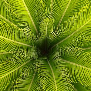 Preview wallpaper palm, leaves, branches, tropical