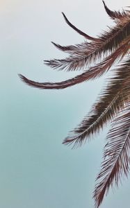 Preview wallpaper palm, leaves, branches, sky, tropical