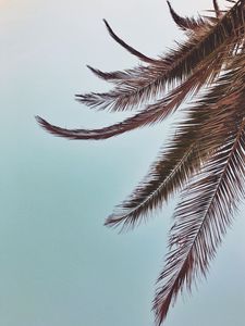 Preview wallpaper palm, leaves, branches, sky, tropical