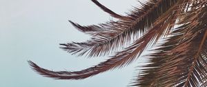 Preview wallpaper palm, leaves, branches, sky, tropical