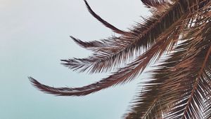 Preview wallpaper palm, leaves, branches, sky, tropical