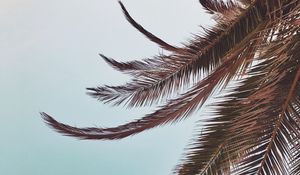 Preview wallpaper palm, leaves, branches, sky, tropical