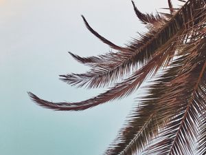 Preview wallpaper palm, leaves, branches, sky, tropical