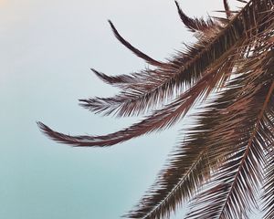 Preview wallpaper palm, leaves, branches, sky, tropical