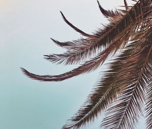 Preview wallpaper palm, leaves, branches, sky, tropical