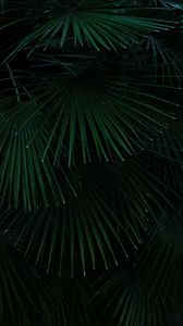 Preview wallpaper palm, leaves, branches, bush