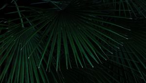 Preview wallpaper palm, leaves, branches, bush