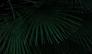 Preview wallpaper palm, leaves, branches, bush