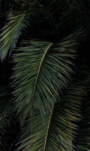 Preview wallpaper palm, leaves, branches, green, bushes