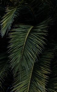 Preview wallpaper palm, leaves, branches, green, bushes