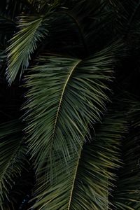 Preview wallpaper palm, leaves, branches, green, bushes