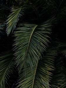 Preview wallpaper palm, leaves, branches, green, bushes